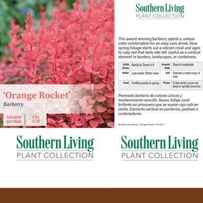 Image showing  2 gal. Potted Orange Rocket Barberry Shrub