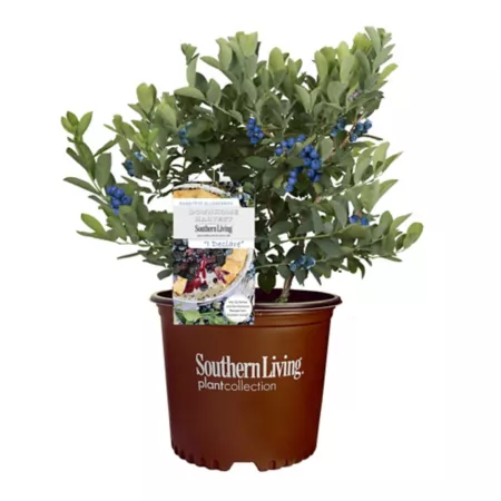 Southern Living 2 Gal I declare a blueberry plant Fruit Trees & Plants