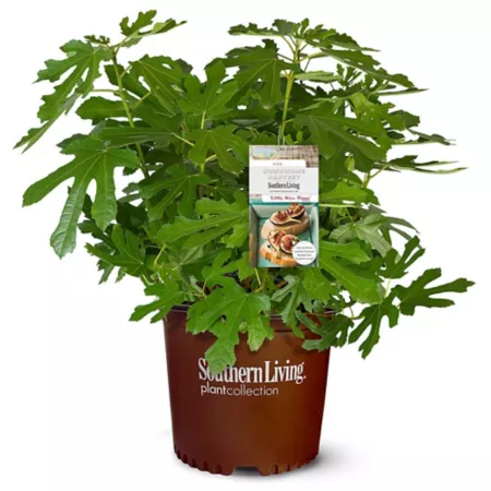 Southern Living 2 Gal Little Miss Figgy Fig Plant Fruit Trees & Plants