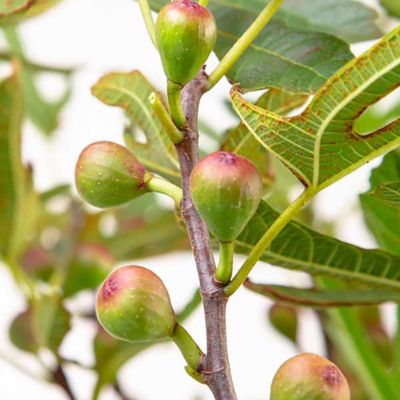 Image showing  2 gal. Little Miss Figgy Fig Plant