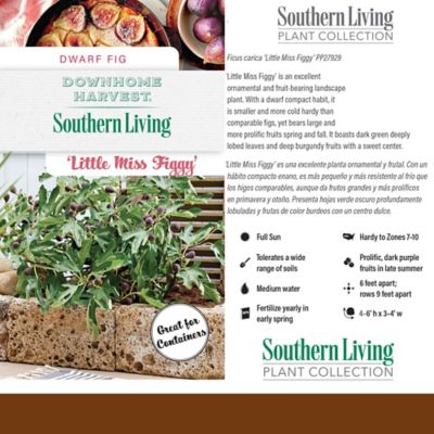 Image showing  2 gal. Little Miss Figgy Fig Plant