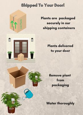 Image showing 5 th Southern Living 2 gal. Little Miss Figgy Fig Plant