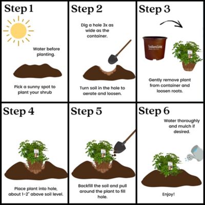 Image showing 6 th Southern Living 2 gal. Little Miss Figgy Fig Plant