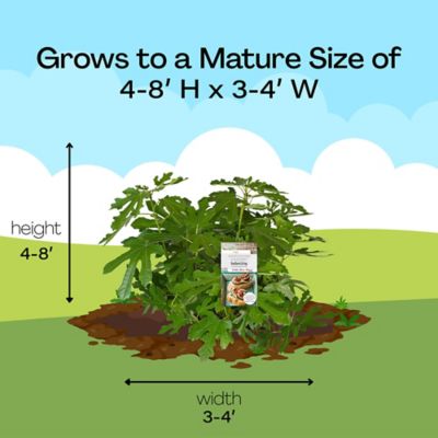Image showing 7 th Southern Living 2 gal. Little Miss Figgy Fig Plant