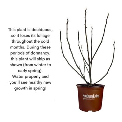 Image showing 8 th Southern Living 2 gal. Little Miss Figgy Fig Plant