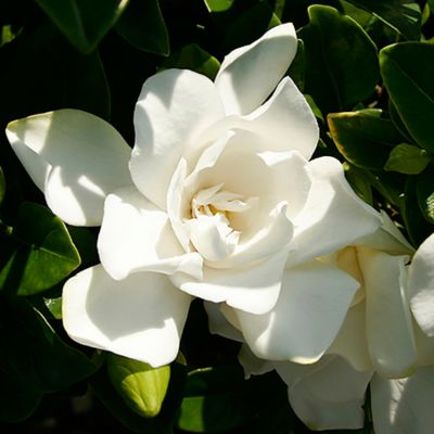 Image showing  2 gal. Potted Jubilation Gardenia Shrub