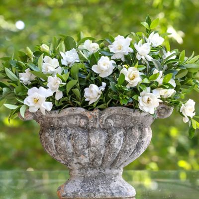 Image showing  2 gal. Potted Jubilation Gardenia Shrub