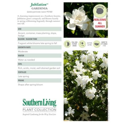 Image showing  2 gal. Potted Jubilation Gardenia Shrub
