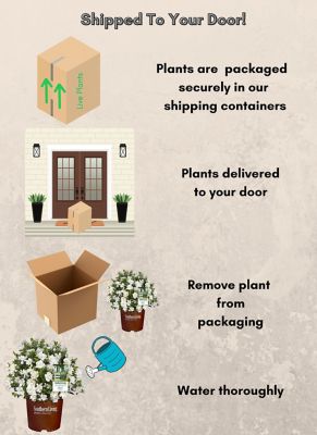 Image showing 5 th Southern Living 2 gal. Potted Jubilation Gardenia Shrub