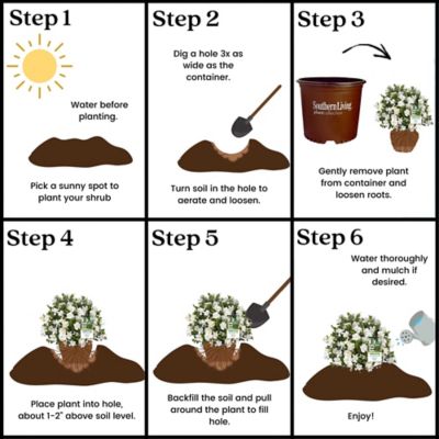 Image showing 6 th Southern Living 2 gal. Potted Jubilation Gardenia Shrub