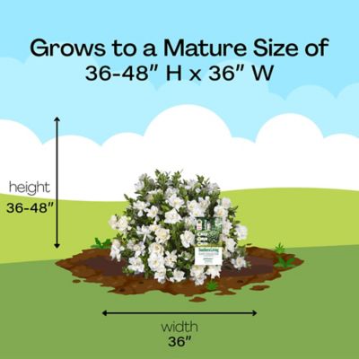 Image showing 7 th Southern Living 2 gal. Potted Jubilation Gardenia Shrub