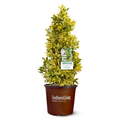 Southern Living 3 Gal. Golden Oakland Holly Shrub