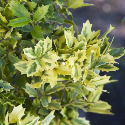 Image showing  2 gal. Potted Golden Oakland Holly Shrub