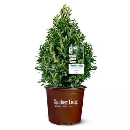 Southern Living 3 gal Potted Oakland Holly Shrub Bushes