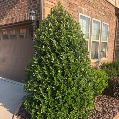 Image showing  3 gal. Potted Oakland Holly Shrub