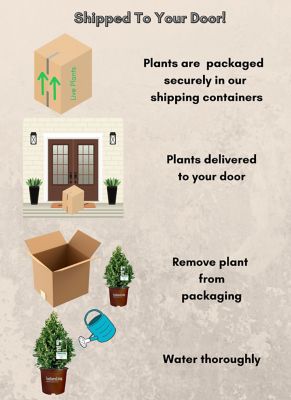 Image showing 5 th Southern Living 3 gal. Potted Oakland Holly Shrub