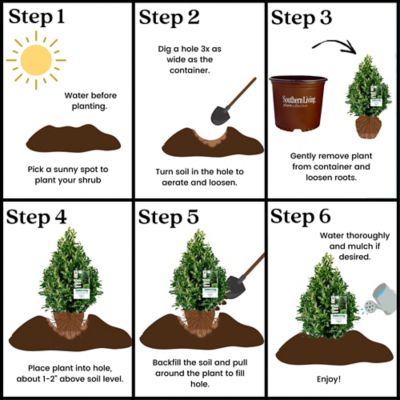Image showing 6 th Southern Living 3 gal. Potted Oakland Holly Shrub