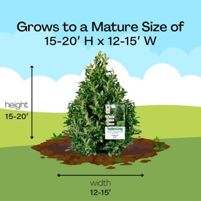 Image showing 7 th Southern Living 3 gal. Potted Oakland Holly Shrub