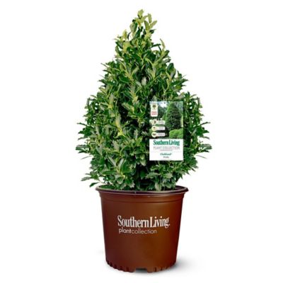 Southern Living 7 Gal. Oakland Holly Shrub