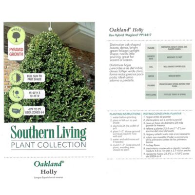 Image showing  7 gal. Potted Oakland Holly Shrub
