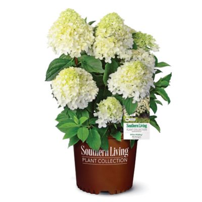Southern Living 2 gal. White Wedding Hydrangea Shrub