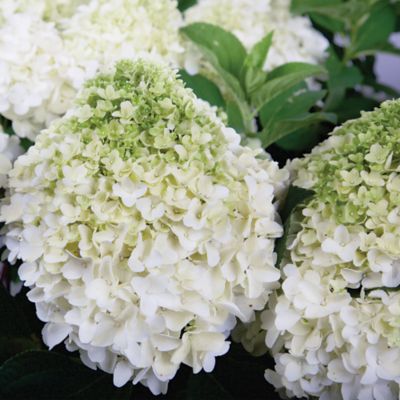 Image showing  2 gal. White Wedding Hydrangea Shrub