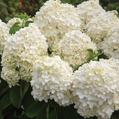 Image showing  2 gal. White Wedding Hydrangea Shrub