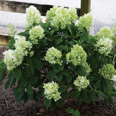 Image showing  2 gal. White Wedding Hydrangea Shrub
