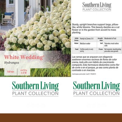 Image showing  2 gal. White Wedding Hydrangea Shrub