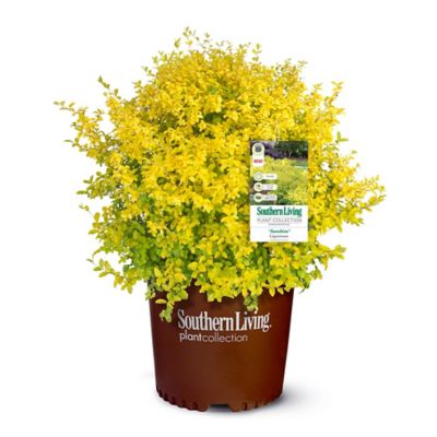 Southern Living 2 Gal. Sunshine Ligustrum Shrub