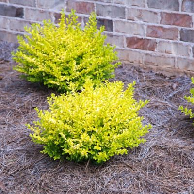Image showing  2 gal. Potted Sunshine Ligustrum Shrub