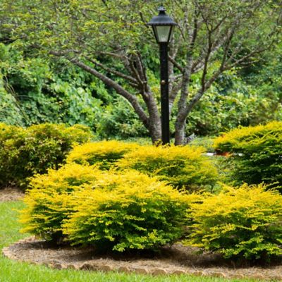 Image showing  2 gal. Potted Sunshine Ligustrum Shrub