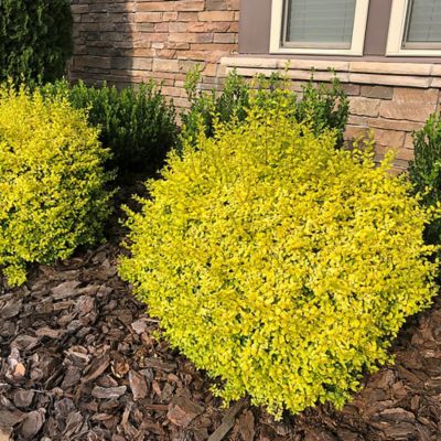 Image showing  5 gal. Potted Sunshine Ligustrum Shrub