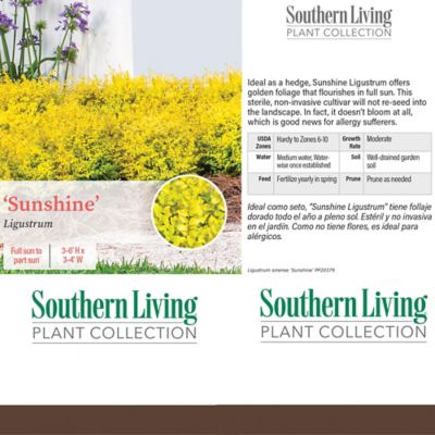 Image showing  5 gal. Potted Sunshine Ligustrum Shrub