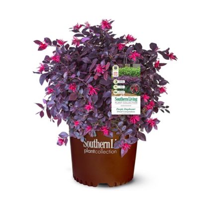 Southern Living 2 Gal. Purple Daydream Loropetalum Shrub