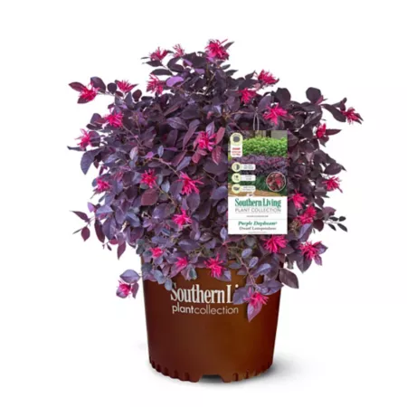 Southern Living 2 gal Purple Loropetalum Daydream shrub in pot Bushes