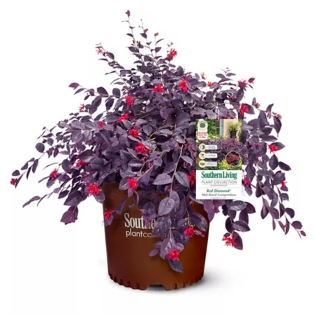 Southern Living 2 gal Loropetalum red diamond shrub in pot Bushes