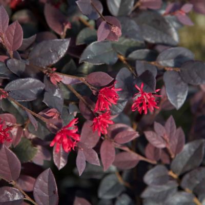 Image showing 1 th Southern Living 2 gal. Potted Red Diamond Loropetalum Shrub