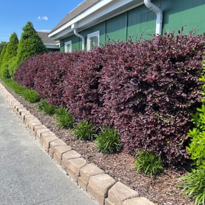 Image showing 2 th Southern Living 2 gal. Potted Red Diamond Loropetalum Shrub
