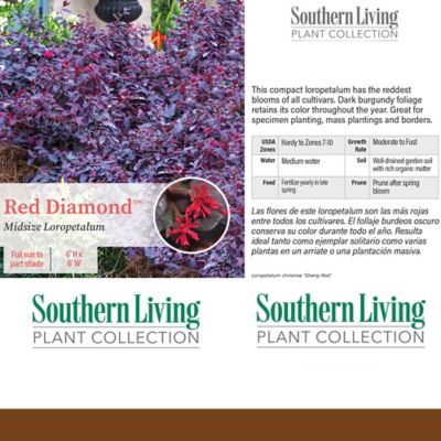 Image showing 3 th Southern Living 2 gal. Potted Red Diamond Loropetalum Shrub