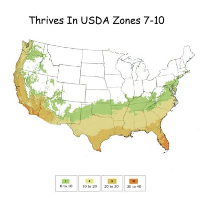 Image showing 4 th Southern Living 2 gal. Potted Red Diamond Loropetalum Shrub