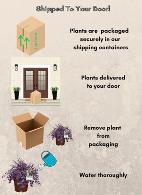 Image showing 5 th Southern Living 2 gal. Potted Red Diamond Loropetalum Shrub