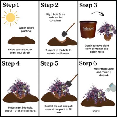 Image showing 6 th Southern Living 2 gal. Potted Red Diamond Loropetalum Shrub