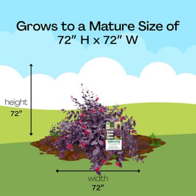 Image showing 7 th Southern Living 2 gal. Potted Red Diamond Loropetalum Shrub