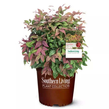 Southern Living 2 gal Nandina Blush shrub in pot Bushes