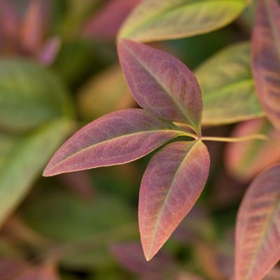 Image showing  2 gal. Potted Blush Nandina Shrub Bush