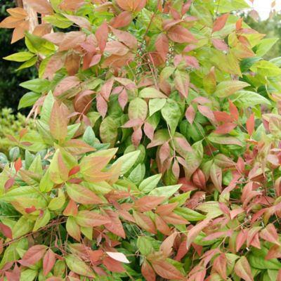 Image showing  2 gal. Potted Blush Nandina Shrub Bush