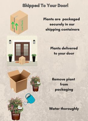 Image showing 6 th Southern Living 2 gal. Potted Blush Nandina Shrub Bush