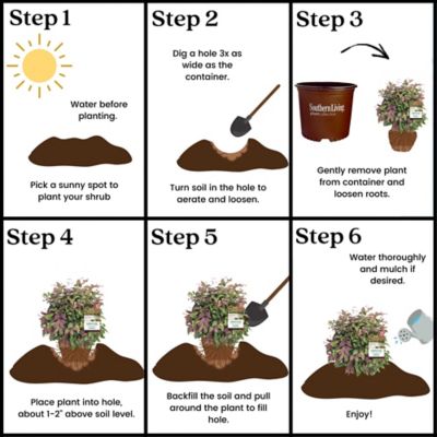 Image showing 7 th Southern Living 2 gal. Potted Blush Nandina Shrub Bush