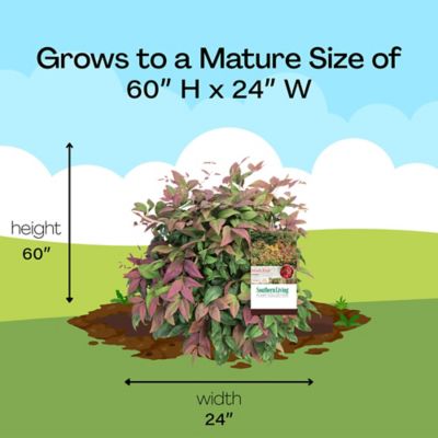 Image showing 8 th Southern Living 2 gal. Potted Blush Nandina Shrub Bush